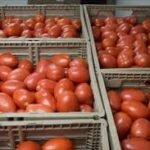Tomatoes (1kg)